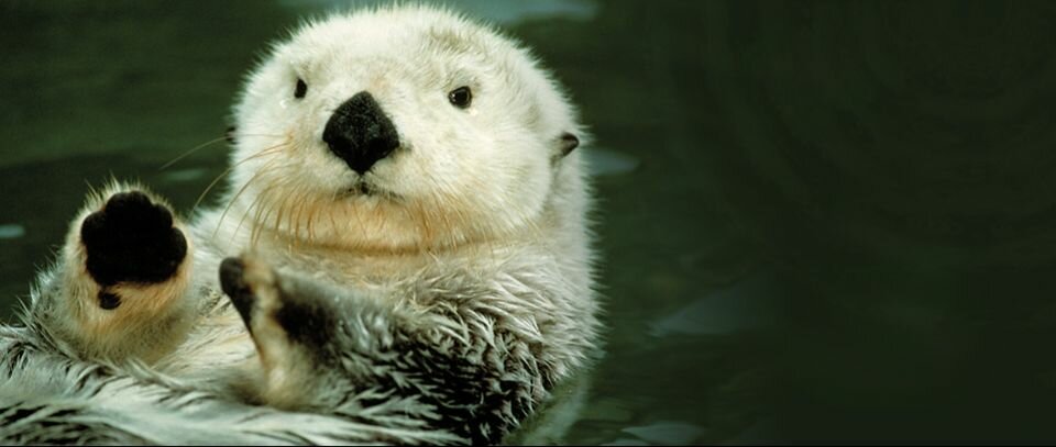 “The Otter Project protects our watersheds and coastal oceans for the benefit of California sea otters and humans through science-based policy and advocacy.” <br /> <span>–Mission Statement</span> 